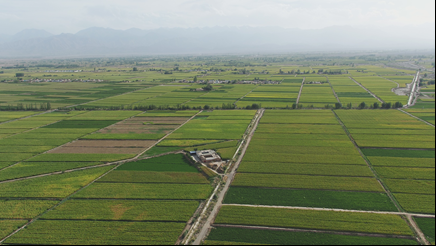 敦煌種業(yè)召開2023年全國玉米遺傳育種學術研討會田間觀摩會