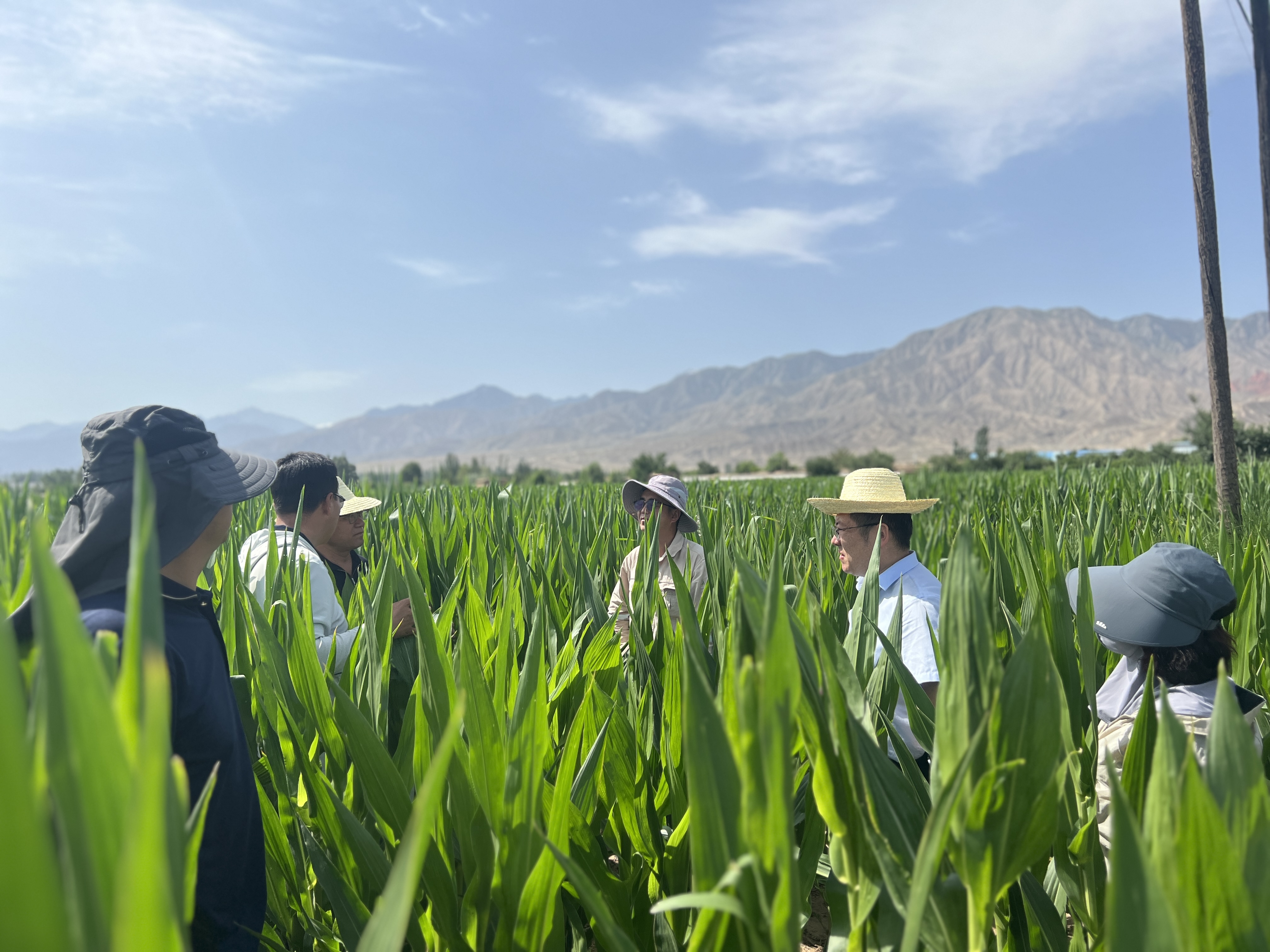 敦煌種業(yè)開展“夏送清涼”慰問活動(dòng)